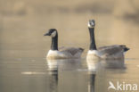 Canadese Gans (Branta canadensis)