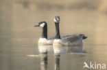 Canadese Gans (Branta canadensis)