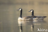 Canadese Gans (Branta canadensis)