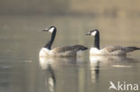 Canadese Gans (Branta canadensis)