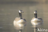 Canadese Gans (Branta canadensis)