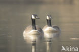 Canadese Gans (Branta canadensis)