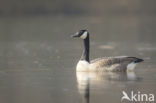 Canadese Gans (Branta canadensis)