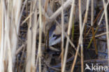 Bittern (Botaurus stellaris)