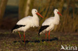 White Stork (Ciconia ciconia)