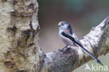 Long-tailed Tit (Aegithalos caudatus)