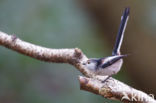 Long-tailed Tit (Aegithalos caudatus)