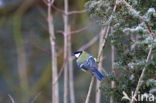 Great Tit (Parus major)