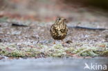 Zanglijster (Turdus philomelos)