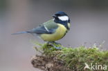 koolmees (Parus major minor)