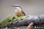 Boomklever (Sitta europaea caesia)