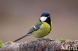 koolmees (Parus major cinereus)