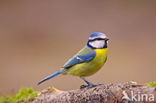 Blue Tit (Parus caeruleus)