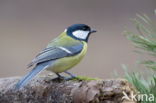 Great Tit (Parus major)