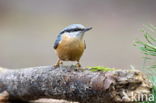 Boomklever (Sitta europaea caesia)