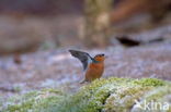 Vink (Fringilla coelebs)