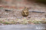 Song Thrush (Turdus philomelos)