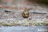 Zanglijster (Turdus philomelos)