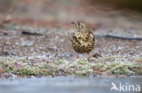 Zanglijster (Turdus philomelos)