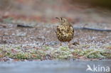 Zanglijster (Turdus philomelos)