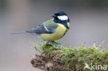 Great Tit (Parus major)