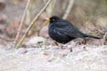 Merel (Turdus merula)