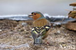 Chaffinch (Fringilla coelebs)