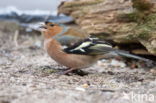 Chaffinch (Fringilla coelebs)