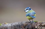 Pimpelmees (Parus caeruleus)