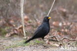 Merel (Turdus merula)