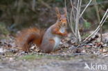 Red squirrel (Tamiasciurus hudsonicus)