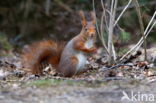 Red squirrel (Tamiasciurus hudsonicus)