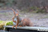 Red squirrel (Tamiasciurus hudsonicus)