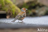 Chaffinch (Fringilla coelebs)