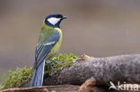 Great Tit (Parus major)