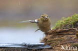 Vink (Fringilla coelebs)