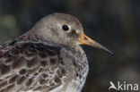 Purple Sandpiper (Calidris maritima)