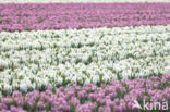 Dutch Hyacinth (Hyacinthus orientalis)