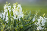 Dutch Hyacinth (Hyacinthus orientalis)