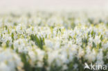 Dutch Hyacinth (Hyacinthus orientalis)