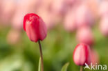 Tulp (Tulipa)