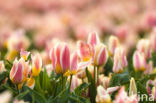 Tulp (Tulipa)