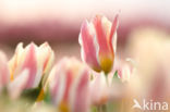 Tulp (Tulipa)