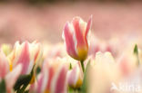 Tulp (Tulipa)