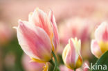 Tulip (Tulipa)