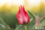 Tulp (Tulipa)