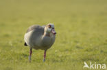 Egyptian Goose (Alopochen aegyptiaca)