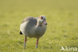 Egyptian Goose (Alopochen aegyptiaca)