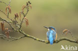 IJsvogel (Alcedo atthis)