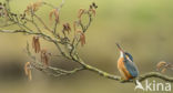 Kingfisher (Alcedo atthis)